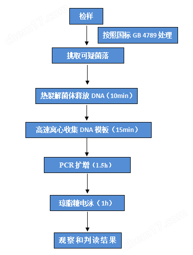 多重 PCR 检测操作流程