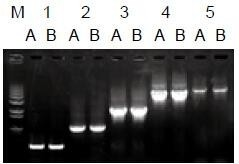 使用普通（A组）及含染料（B组）的2×Taq Master Mix配制的50μl扩增体系，以5ng λDNA为模板， 對(duì)500bp～6.0kb片段的扩增结果